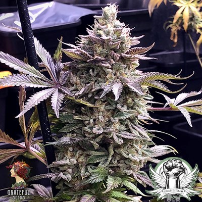 Grateful Seeds Pineapple Madness R2