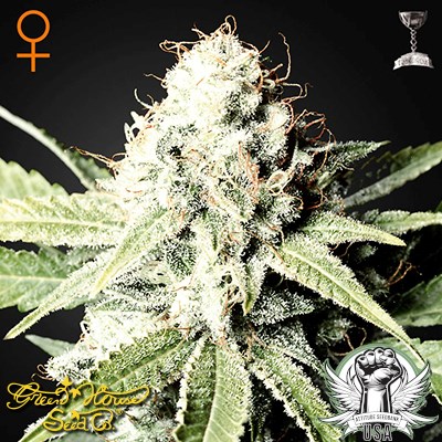 Green House Seeds Great White Shark