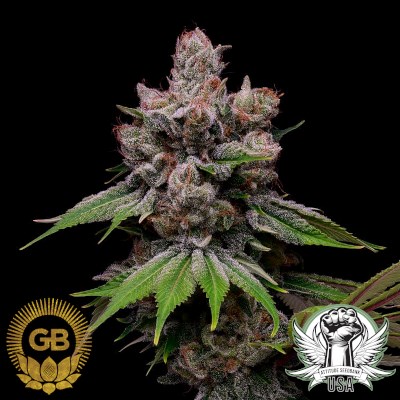 Green Bodhi Seeds Golden Haze 