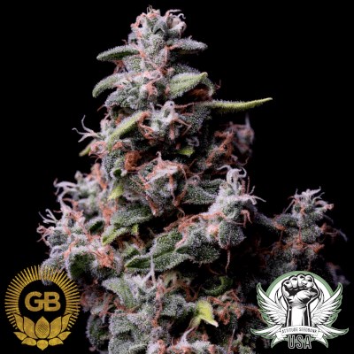 Green Bodhi Seeds Hazy Kush S1