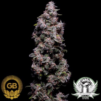 attitude usa green bodhi hazy kush2_400x400.jpg