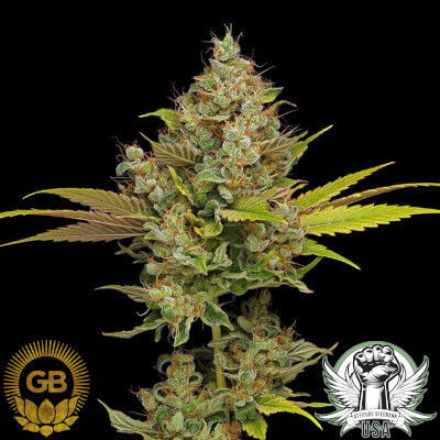 Green Bodhi Seeds Hazy Lights