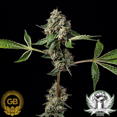 attitude usa green bodhi kosher afghan kush 1_400x400.jpg