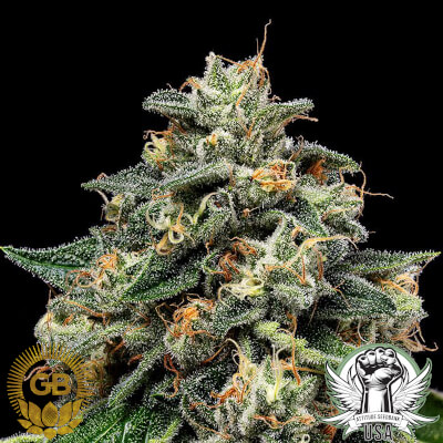 Green Bodhi Seeds Kosher Afghan Kush