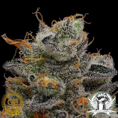attitude usa green bodhi purple afghan kush 2_400x400.jpg