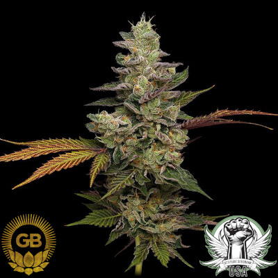 attitude usa green bodhi purple afghan kush 3_400x400.jpg