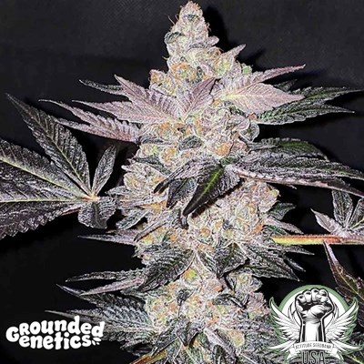 Grounded Genetics Seeds Apple Fudge