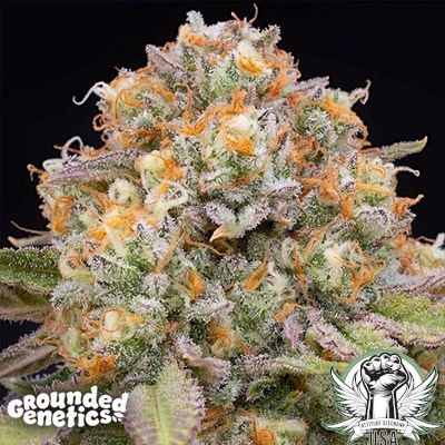 Grounded Genetics Seeds Candy Gas