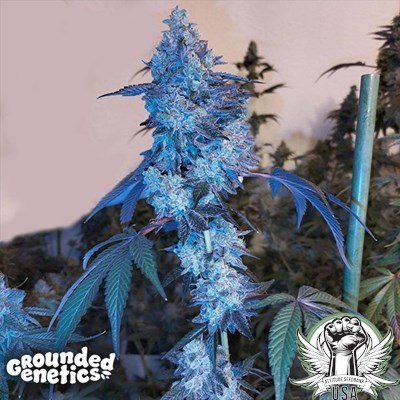 Grounded Genetics Seeds London Pound Mints x Jealousy