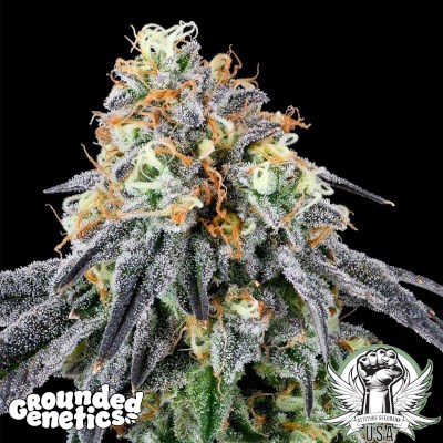 Grounded Genetics Seeds Nose Candi