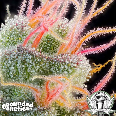 Grounded Genetics Seeds Pink Honey
