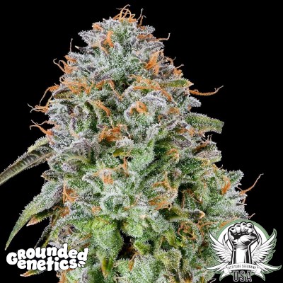 Grounded Genetics Seeds Zunami