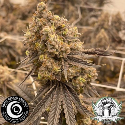 Happy Dreams Genetics Cherry GAS