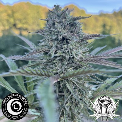 Happy Dreams Genetics Miracle Cherry Frosting