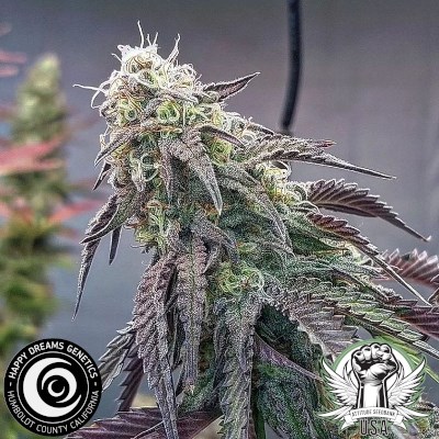 Happy Dreams Genetics Miracle Vanilla Frosting