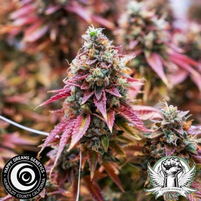 attitude usa happy dreams sour dizzle 3_400x400.jpg
