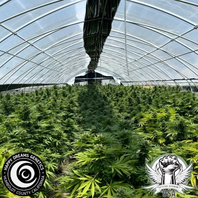 attitude usa happy dreams sour lime kush 2_400x400.jpg