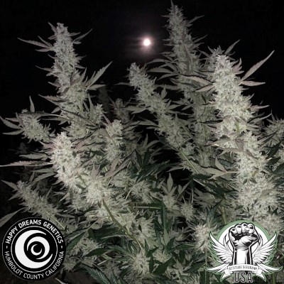attitude usa happy dreams the bling 3_400x400.jpg