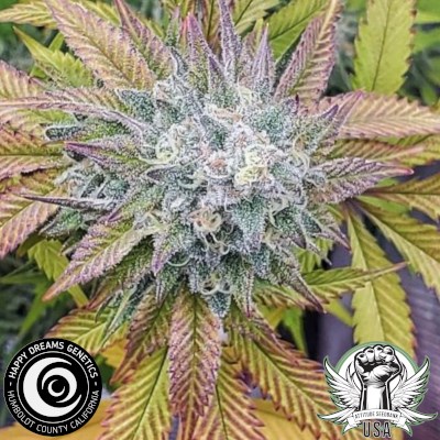 attitude usa happy dreams vanilla cheesecake 1_400x400.jpg