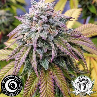 Happy Dreams Genetics Vanilla Cheesecake