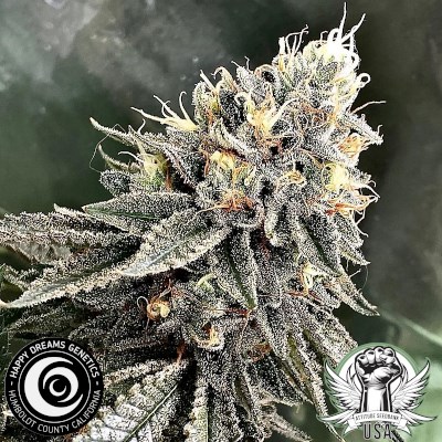 Happy Dreams Genetics Vanilla Frosting