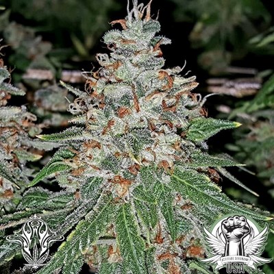 Holy Smoke Seeds Strawberry Stardawg