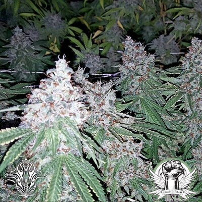 attitude usa holy smoke strawberry stardawg 2_400x400.jpg