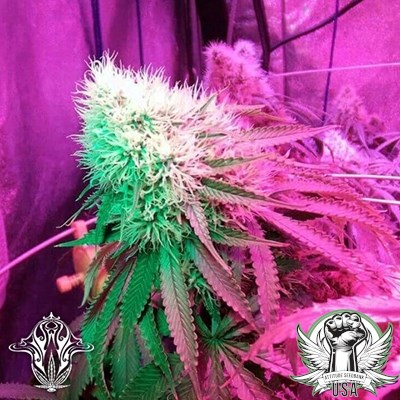 attitude usa holy smoke strawberry stardawg 3_400x400.jpg