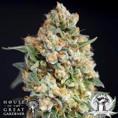 House of the Great Gardener Seeds Sticky Barb