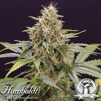 Humboldt Seed Organization Chocolate Mint OG AUTO