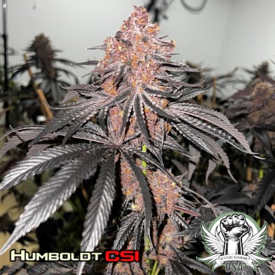 Humboldt CSI Seeds Forbidden Fruit Punch