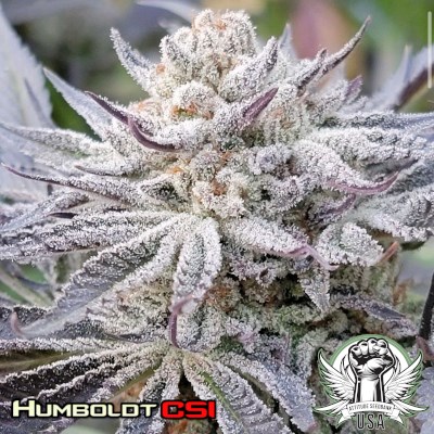 Humboldt CSI Seeds Humboldt Uppercut