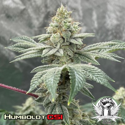 Humboldt CSI Seeds Lemon Party S1