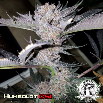 Humboldt CSI Seeds Living Dead Girl