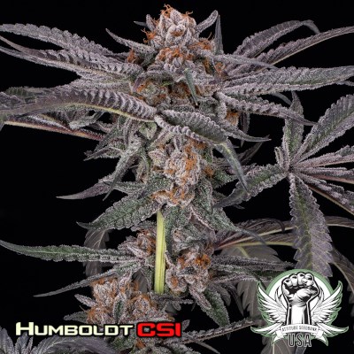 Humboldt CSI Seeds Old Family Purple F2
