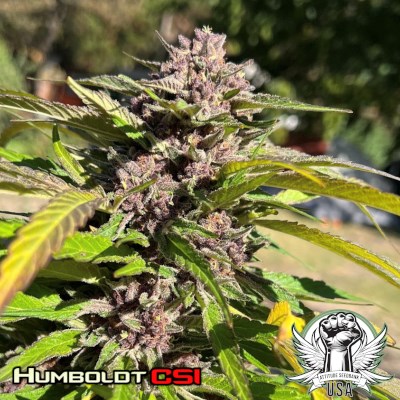 Humboldt CSI Seeds Patient Zero S1