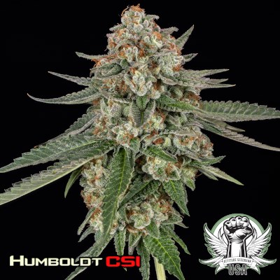 Humboldt CSI Seeds Pound Town