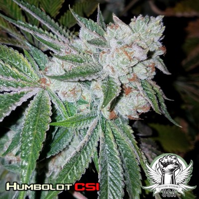 Humboldt CSI Seeds Triangle Kush S1