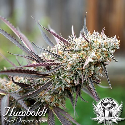 Humboldt Seed Organization Ice Cream Cake FAST FLOWERING