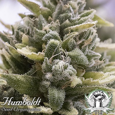 Humboldt Seed Organization OG Kush AUTO