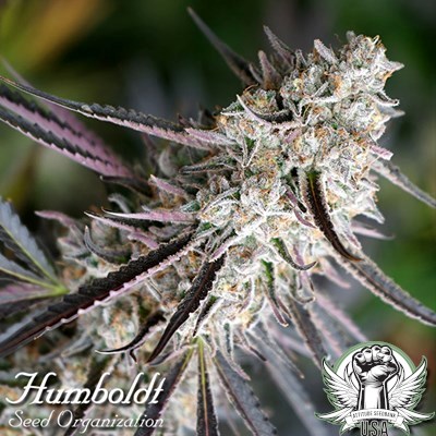 Humboldt Seed Organization Peanut Butter Breath FAST FLOWERING