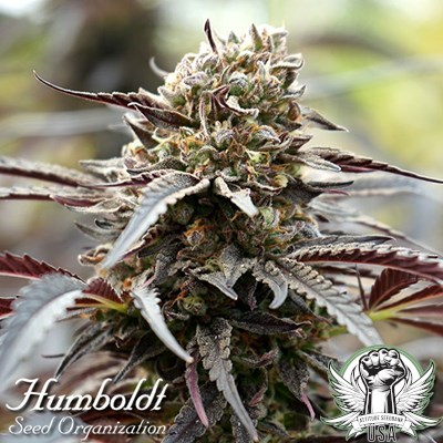 Humboldt Seed Organization White Runtz FAST FLOWERING