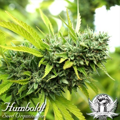 Humboldt Seed Organization Mango OG AUTO