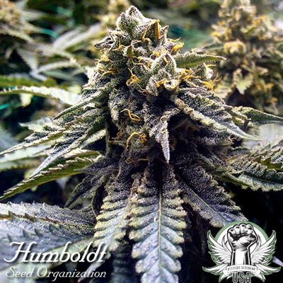 Humboldt Seed Organization Chocolate Mint OG 2.0