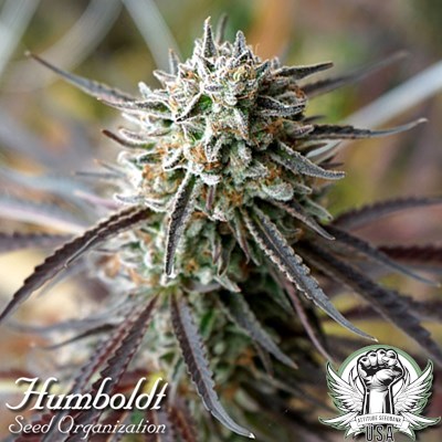 Humboldt Seed Organization Florida Gaspack