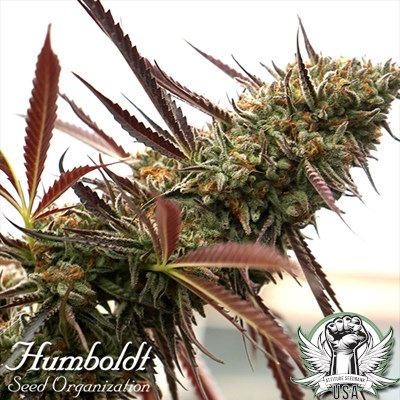Humboldt Seed Organization Ghost of NYC