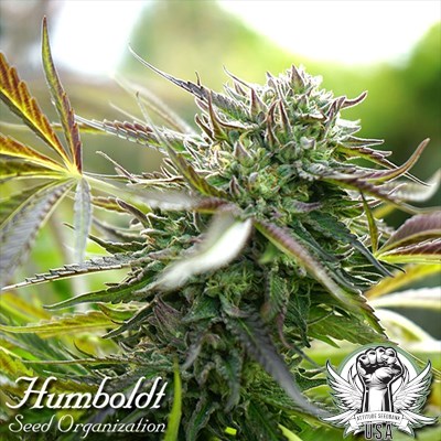 Humboldt Seed Organization Pineapple Chem AUTO