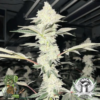 In House Genetics Seeds Double Delight