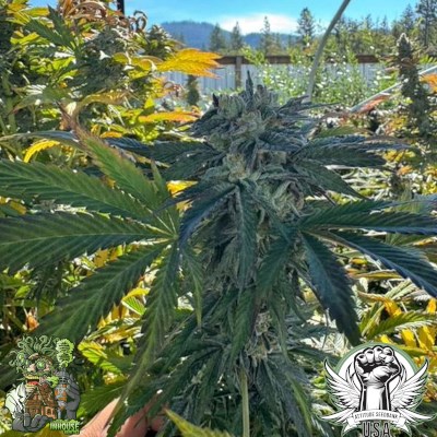 attitude usa in house genetics black cherry gas 2_400x400.jpg