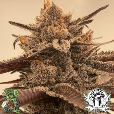 In House Genetics Seeds Black Cherry Punch
